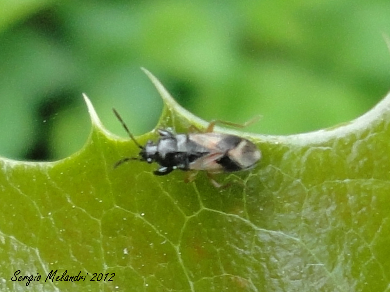 Lygaeidae: Megalonotus praetextatus della Romagna (RA)